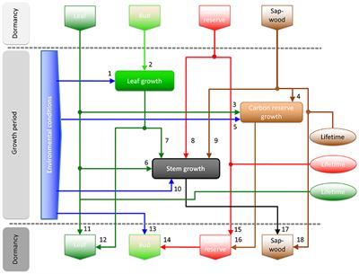 A Conceptual Tree Model Explaining Legacy Effects on Stem Growth